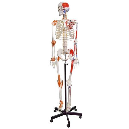 EISCO Human skeleton Rod mount 170cm spine, muscles, insertions, & ligaments AMCH1051AS